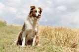 BORDER COLLIE 680